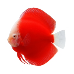 Red Valentine Premium Grade