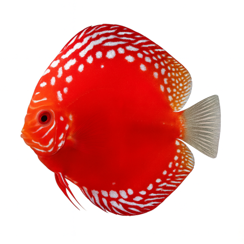 Moon Stone Premium Grade