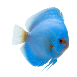 Blue Diamond Premium Grade