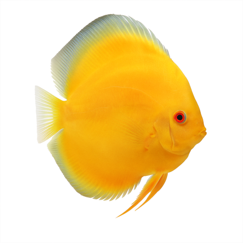 Albino Pearl Diamond