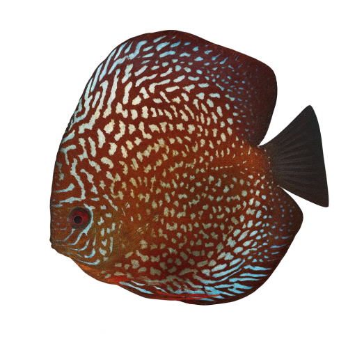 Maze Turkuaz Premium Grade