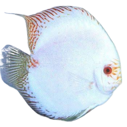 Albino White Butterfly (14-15 Cm)