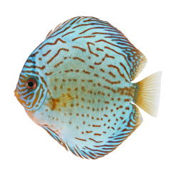 Giant Floral Premium Grade