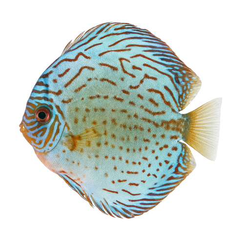 Giant Floral Premium Grade