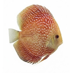 Pigeon Scarlet Snake Premium Grade