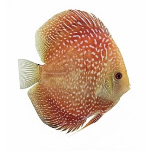 Red Scarlet Snake Skin  Premium Grade