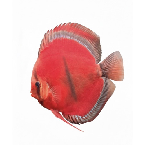 ICA Red Solid 14-15 cm