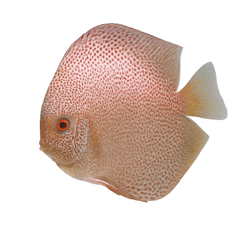 Viper King  Premium Grade