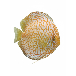 Yellow Majestic Pigeon Checkerboard Premium Grade