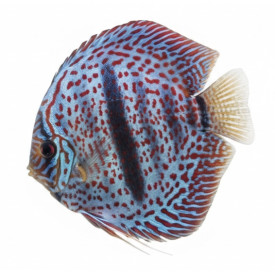 Spotted Heckel Cross 14-15 CM