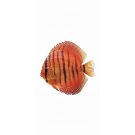 Wild Cross Red Iripixi 15 CM