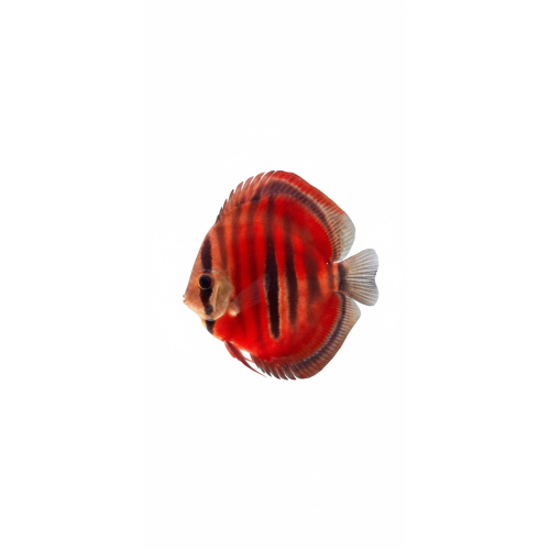 Red Catana 14-15 cm