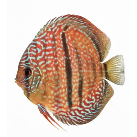 Royal Turkuaz Heckel Cross 14-15 CM