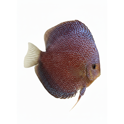 Pantera Premium Grade