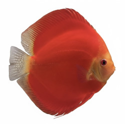 Super Red Melon Premium Grade