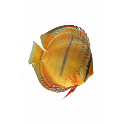 Trombeta Heckel Cross 14-15 CM