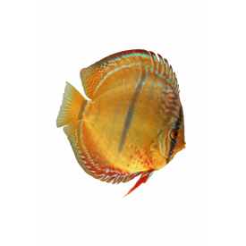 Trombeta Heckel Cross 14-15 CM