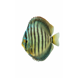 Wild Cross Blue 14-15 CM