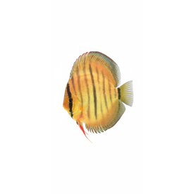 Wild Cross Yellow Paraconi 16 CM