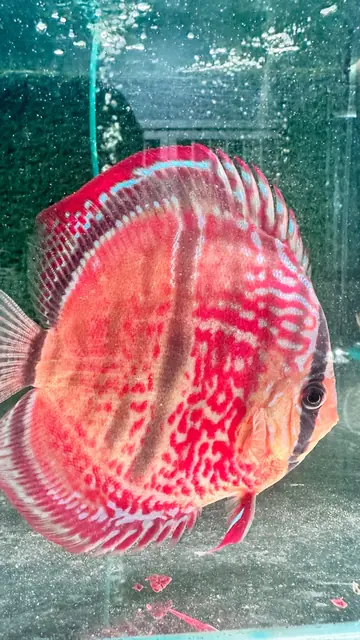 Dikey bantlı kırmızı discus, vitrin tankı