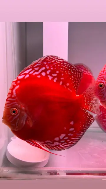 Solid kırmızı discus