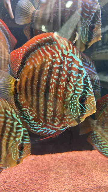 Kırmızı-turkuaz discus, vitrin tankı