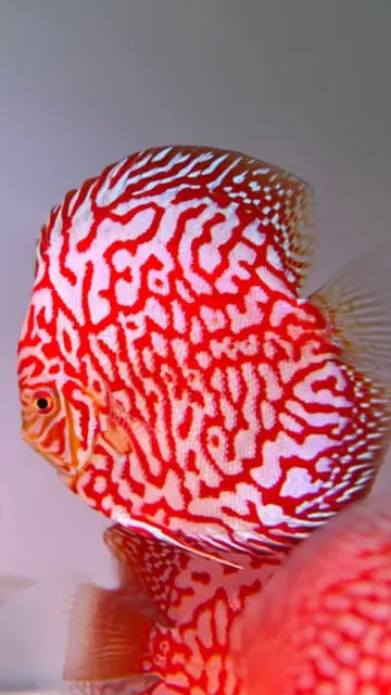 Snake skin discus, yakın plan