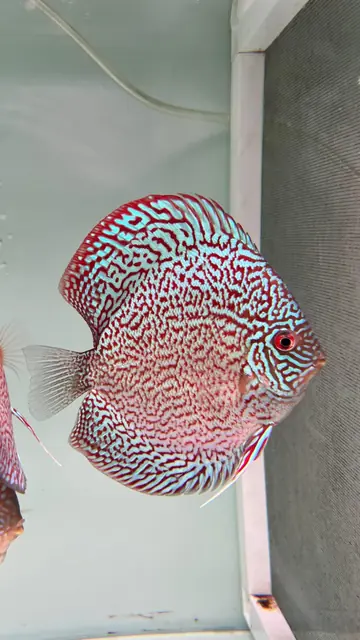 Snake skin discus, karantina tankı